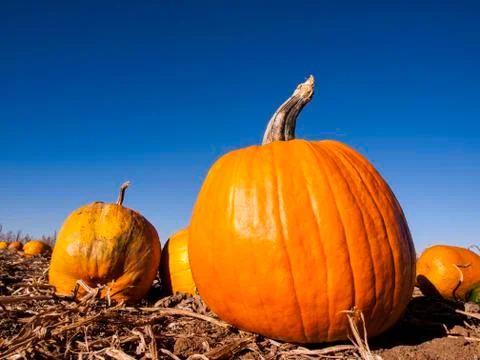 Pumpkin patch Foto stock