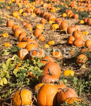 Pumpkin patch Stock Photos