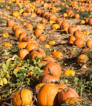 Pumpkin patch Stock-Fotos