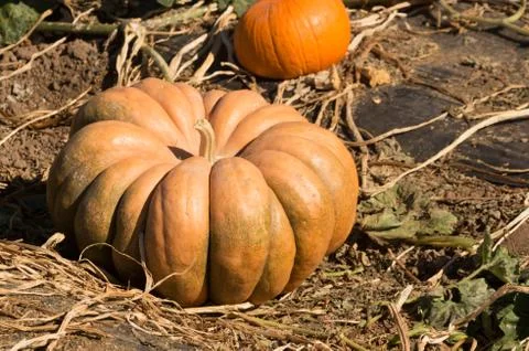 Pumpkin patch Stock Photos