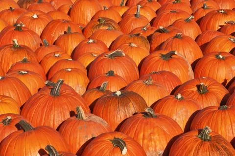 Pumpkin patch Fotos de archivo