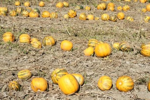 Pumpkin patch Stock Photos