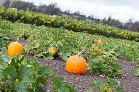 Pumpkin patch Stock Photos