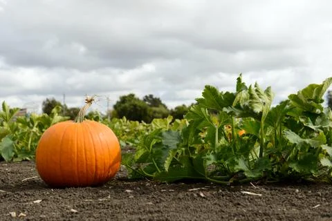 Pumpkin patch Stock Photos