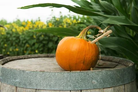 Pumpkin patch Foto stock