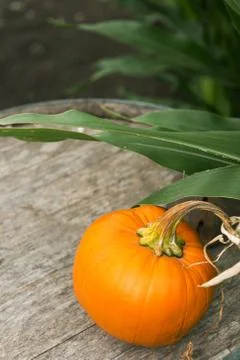Pumpkin patch Stock Photos
