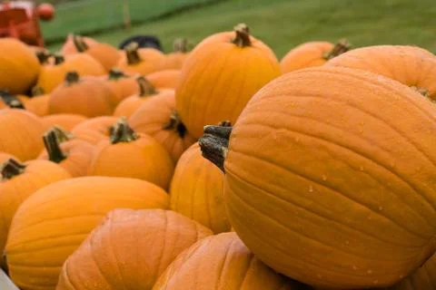 Pumpkin patch Stock Photos