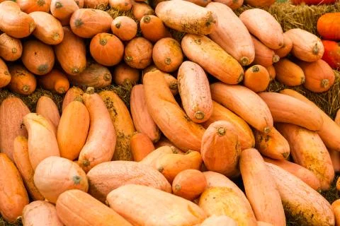 Pumpkin patch Foto stock