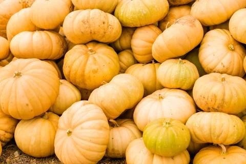 Pumpkin patch Foto stock