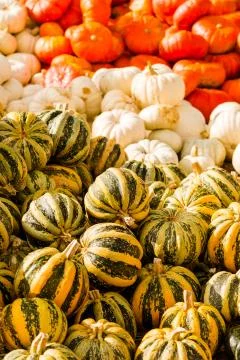Pumpkin patch Foto stock