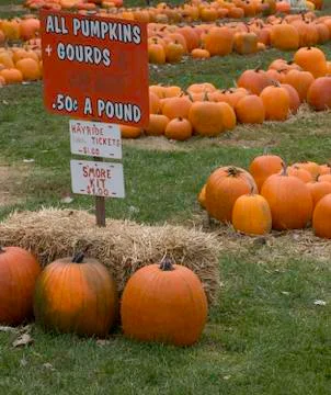 Pumpkin Patch Stock Photos