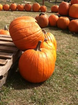 Pumpkin Patch Stock Photos