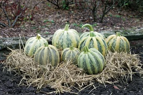 Pumpkin patch Stock Photos