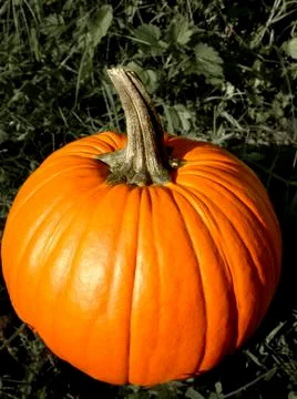 Pumpkin Patch Stock Photos