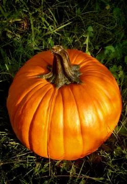 Pumpkin Patch Stock Photos