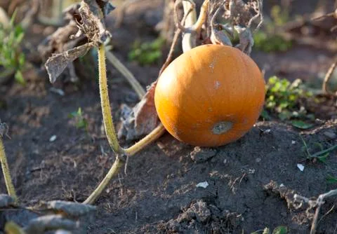 Pumpkin in Patch Stock Photos