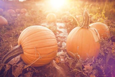 Pumpkin patch Stock Photos