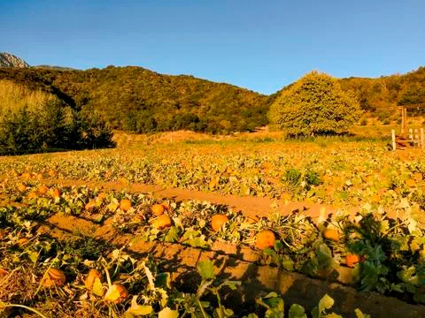 Pumpkin Patch Stock Photos