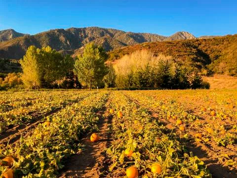 Pumpkin Patch Fotos de archivo