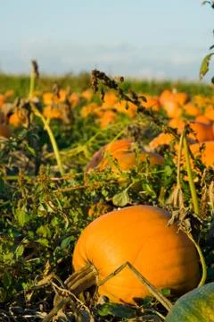 Pumpkin patch Foto stock