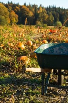 Pumpkin patch Stock Photos