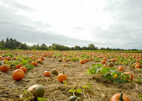 Pumpkin Patch Stock Photos