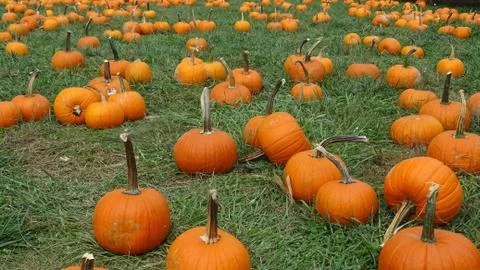 Pumpkin patch Stock Photos