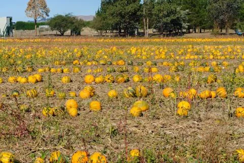 Pumpkin Patch Foto stock