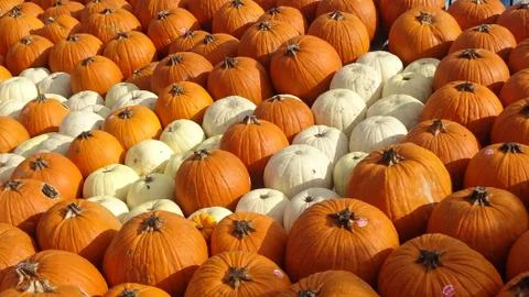 Pumpkin patch Stock Photos