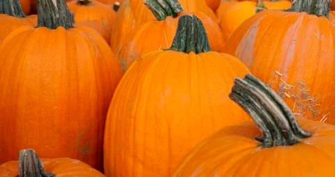 Pumpkin patch Stock Photos