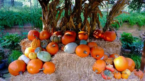 Pumpkin patch Fotos de archivo