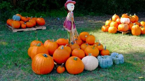 Pumpkin patch Fotos de archivo