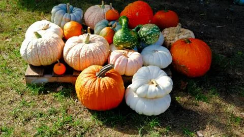 Pumpkin patch Foto stock