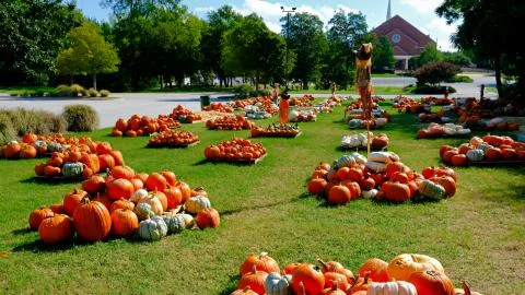 Pumpkin patch Foto stock