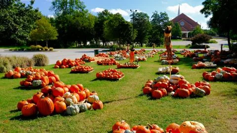 Pumpkin patch Fotos de archivo