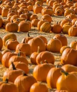 Pumpkin Patch  Stock Photos