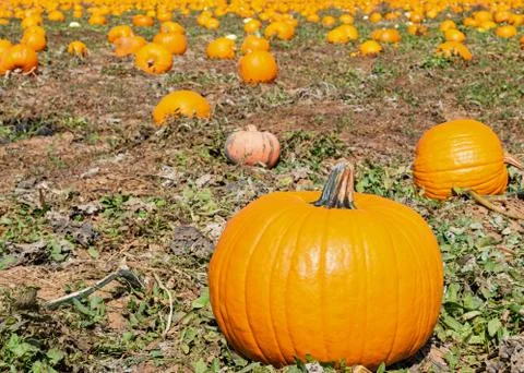 Pumpkin Patch Fotos de archivo