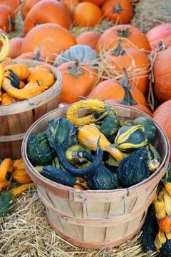 Pumpkin patch Foto stock