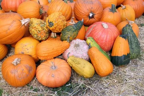 Pumpkin patch Fotos de archivo