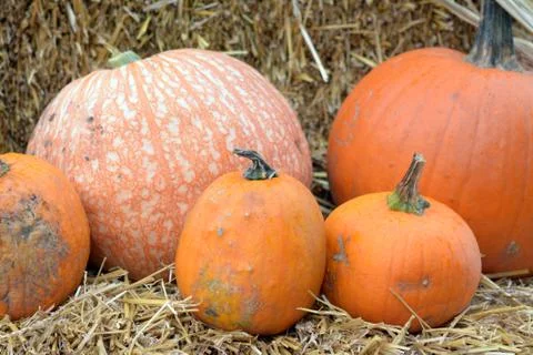 Pumpkin patch Stock Photos