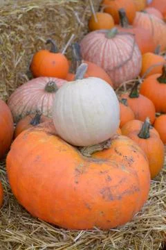 Pumpkin patch Stock Photos