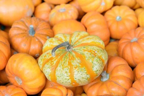 Pumpkin patch Fotos de archivo