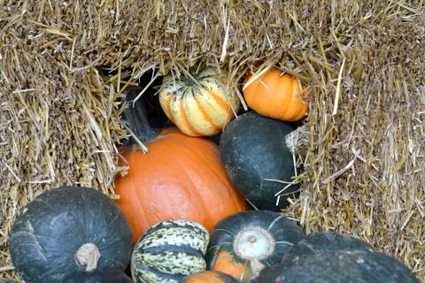 Pumpkin patch Stock Photos
