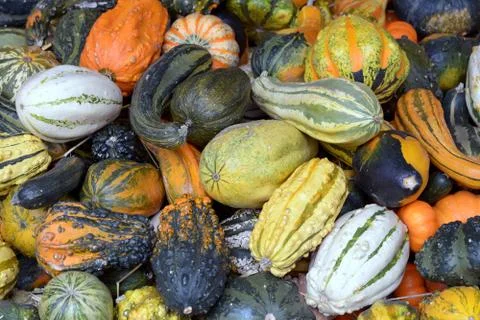 Pumpkin patch Stock Photos