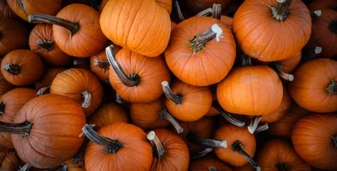 Pumpkin Patch Stock Photos