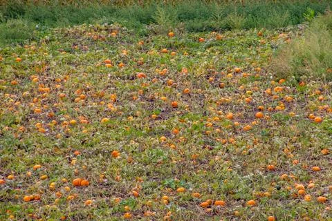 A Pumpkin Patch Stock Photos