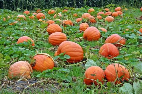 Pumpkin Patch Stock Photos
