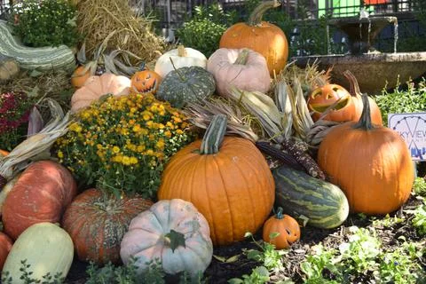 Pumpkin Patch 스톡 사진