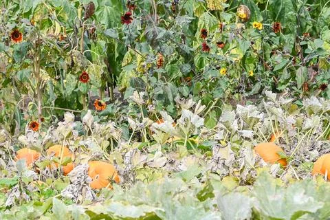 Pumpkin patch Stock Photos