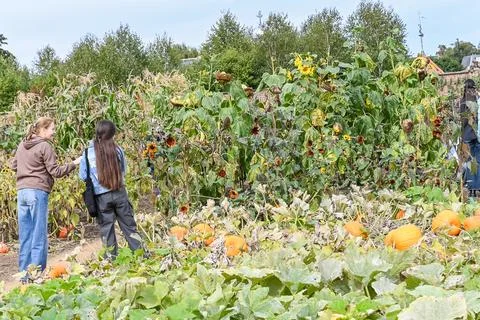 Pumpkin patch Stock Photos
